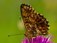 maudoc.com • Boloria titania •  IMG_1785 copia.jpg   Boloria titania